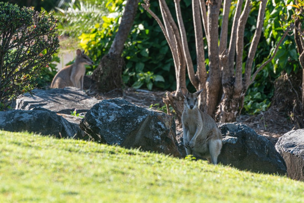 Lagoon 005 on Hamilton Island by HamoRent — photo 26