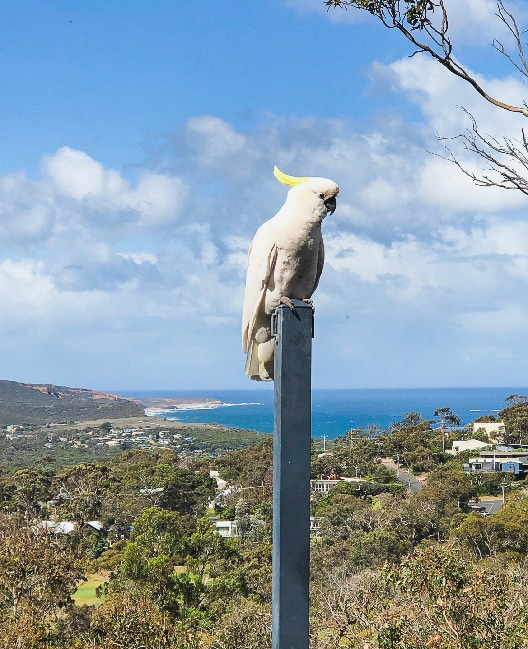 Blissful Valley Lookout - The home among the trees — photo 38