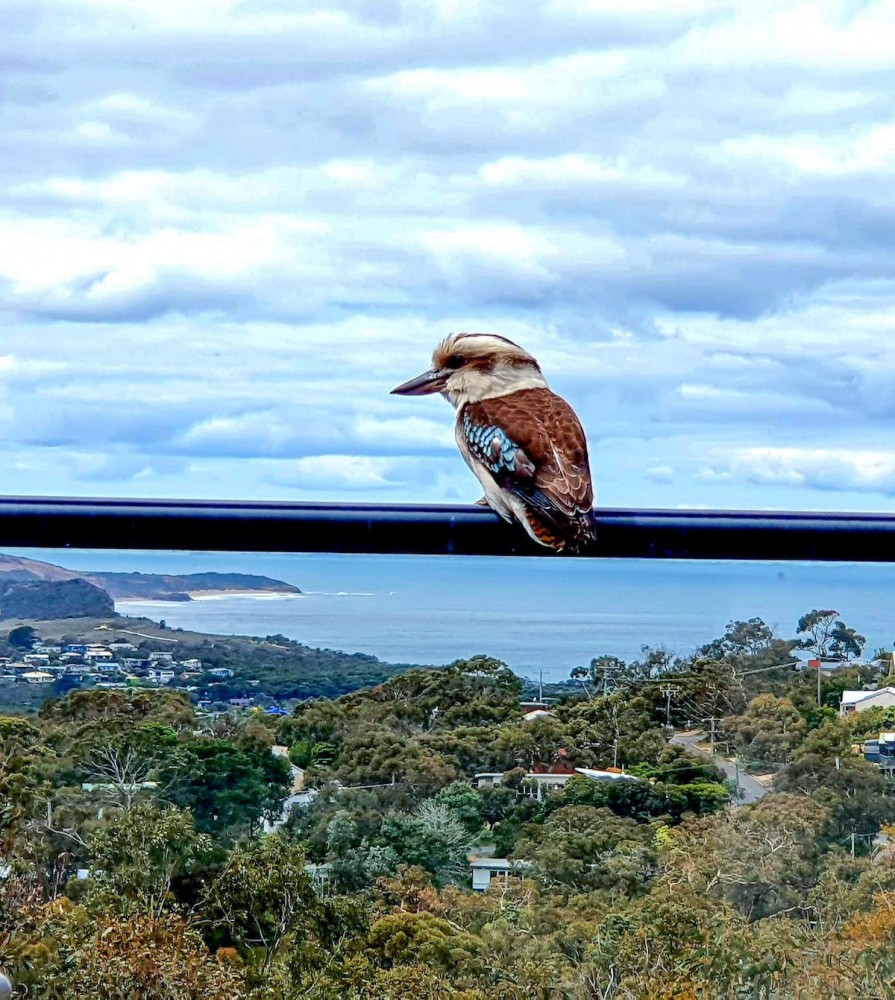 Blissful Valley Lookout - The home among the trees — photo 37