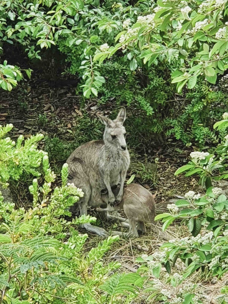 Blissful Valley Lookout - The home among the trees — photo 47