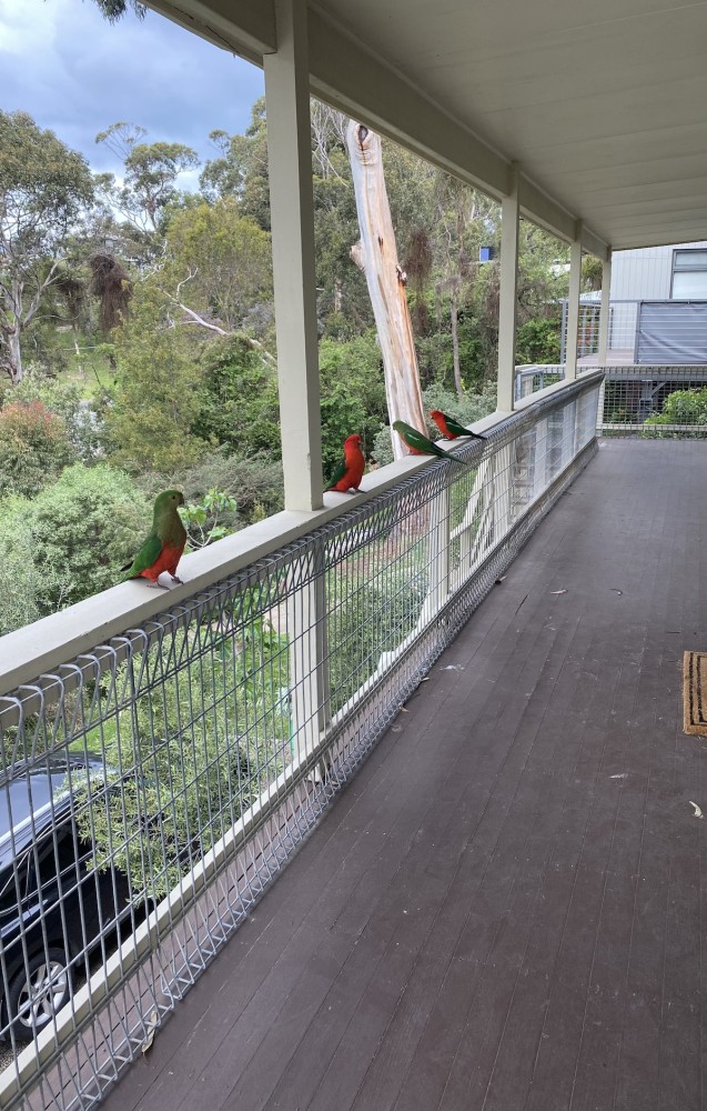 Prasino in Central Lorne — photo 10