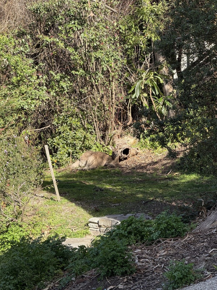Prasino in Central Lorne — photo 21