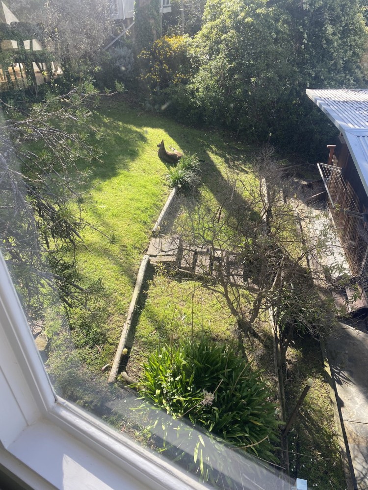 Prasino in Central Lorne — photo 19
