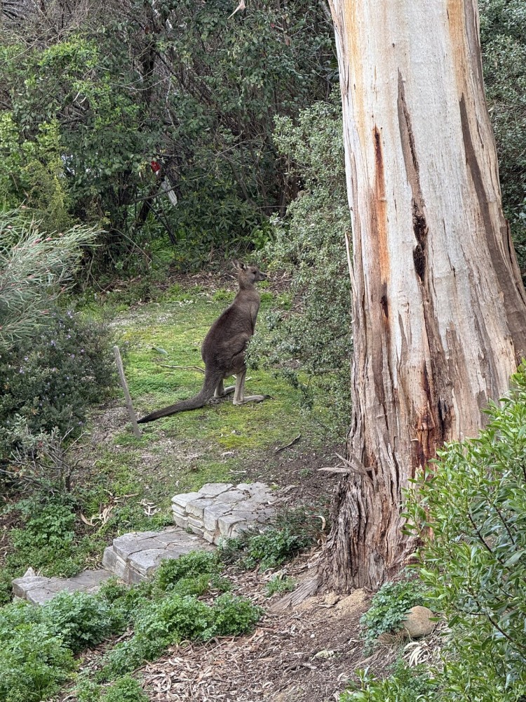 Prasino in Central Lorne — photo 13