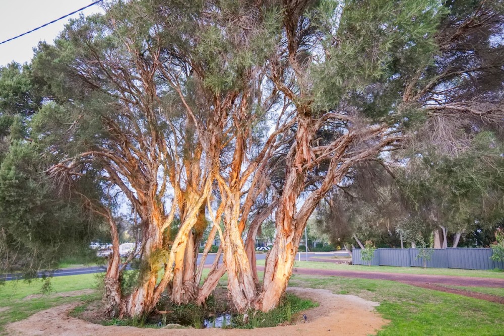 Paper Bark Cabin – Dunsborough — photo 39