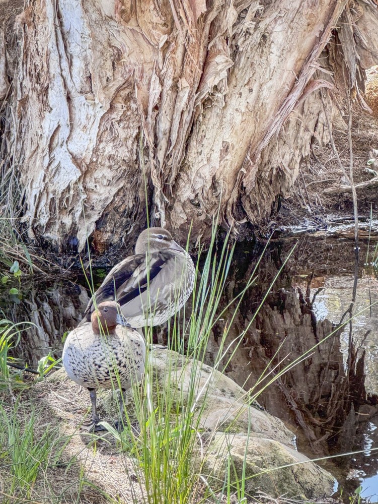 Paper Bark Cabin – Dunsborough — photo 29