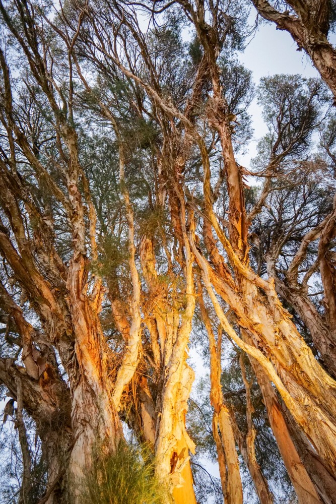 Paper Bark Cabin – Dunsborough — photo 40