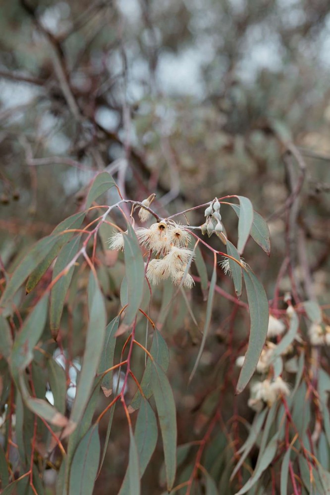 Romantic Cottage by the Sea | Port Elliot | Luxury — photo 29